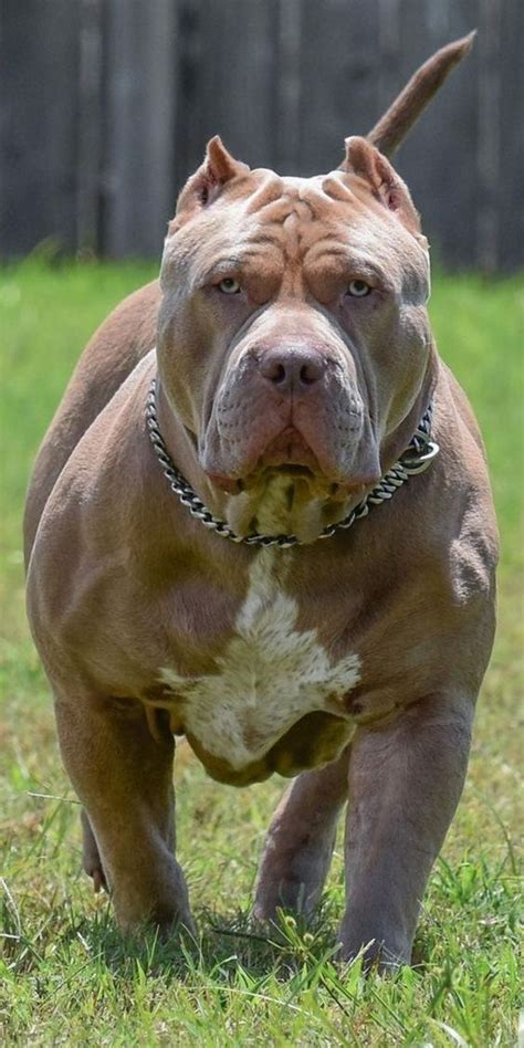 pitbull monster - pitbull dog